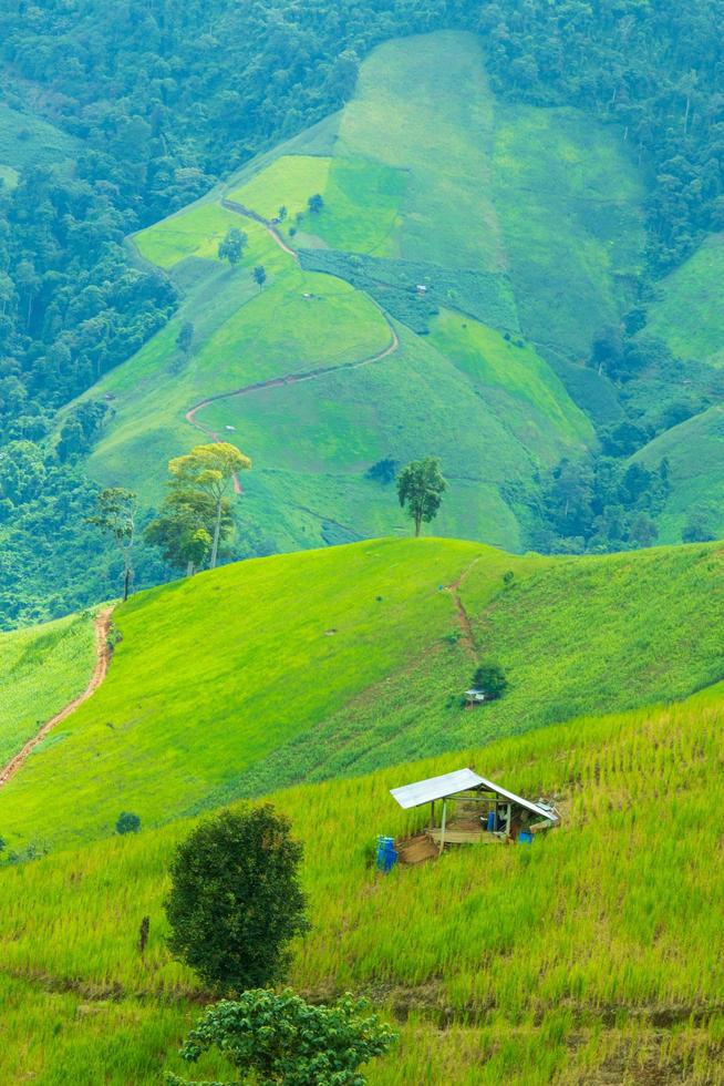 Mountain and grassland in the rainy season green natural scenery photo