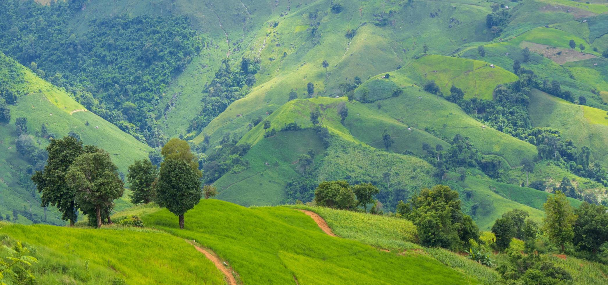 Mountain and grassland in the rainy season green natural scenery photo