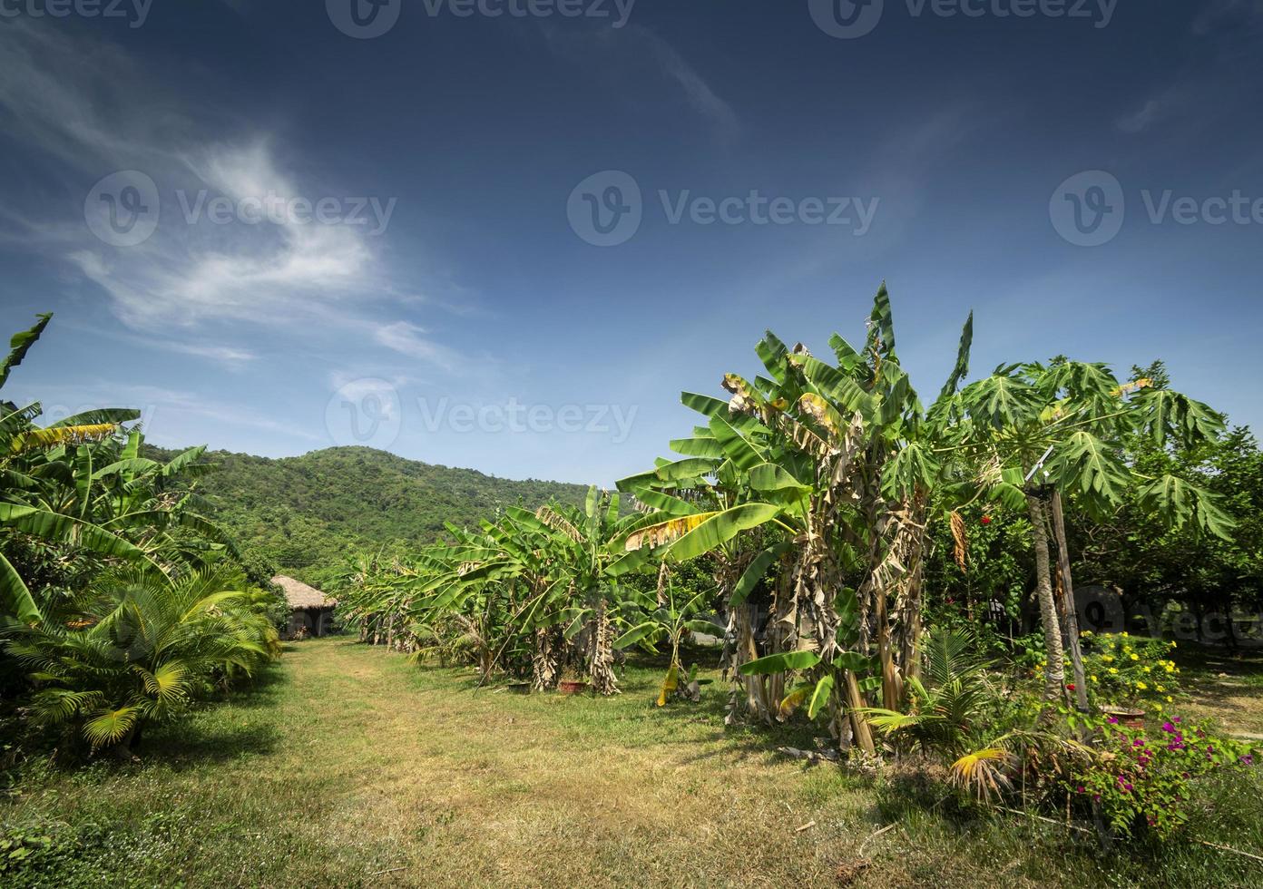Granja de frutas tropicales orgánicas vista panorámica cerca de Kampot, Camboya foto
