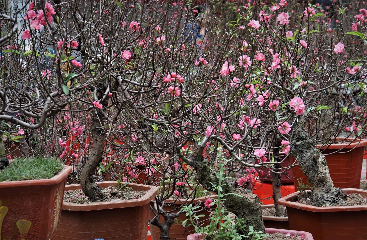 Pink flowers on peach trees in pots photo