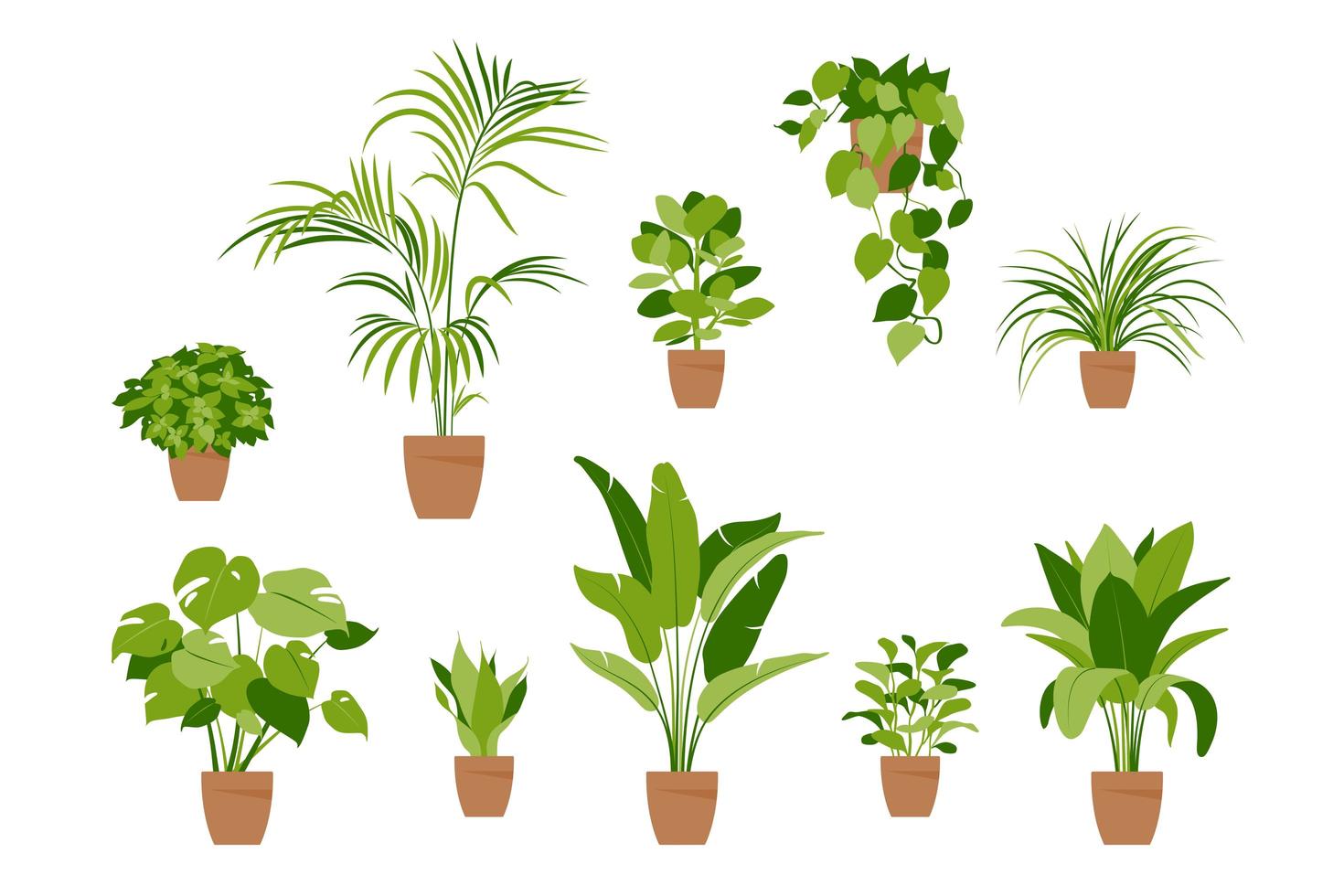 Collection home plants. Potted plants isolated on white. vector