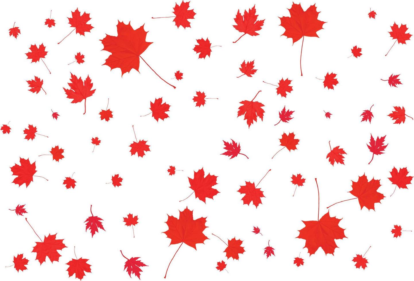 Canada Day maple leaves background. vector