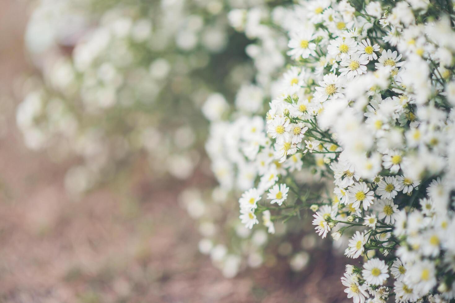 White flower background photo