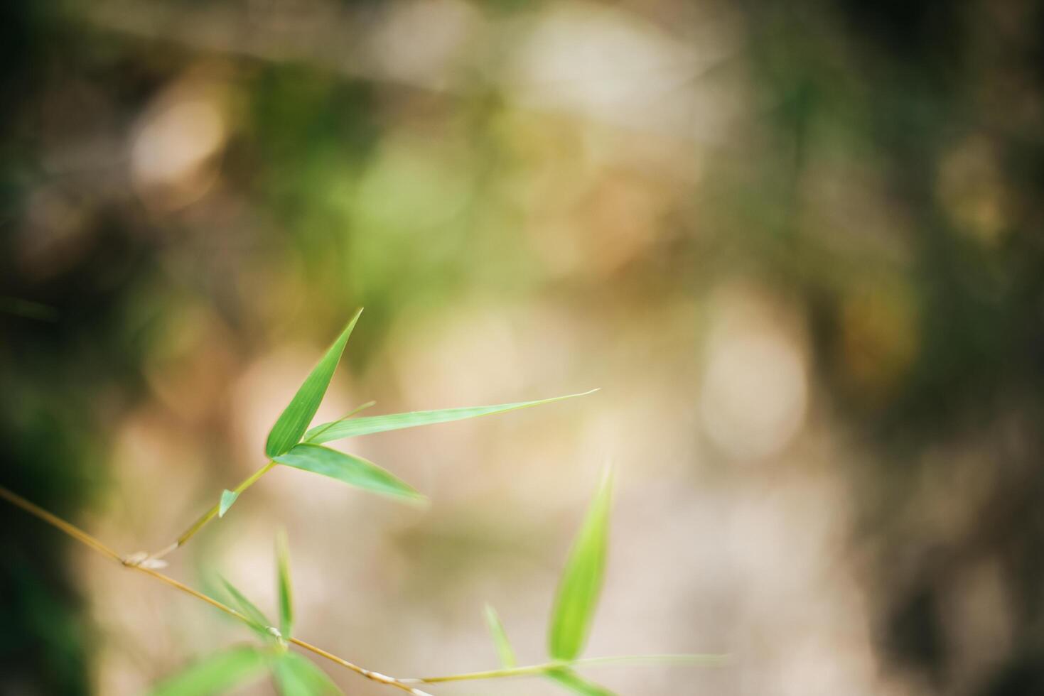 Bamboo leaf branch background photo