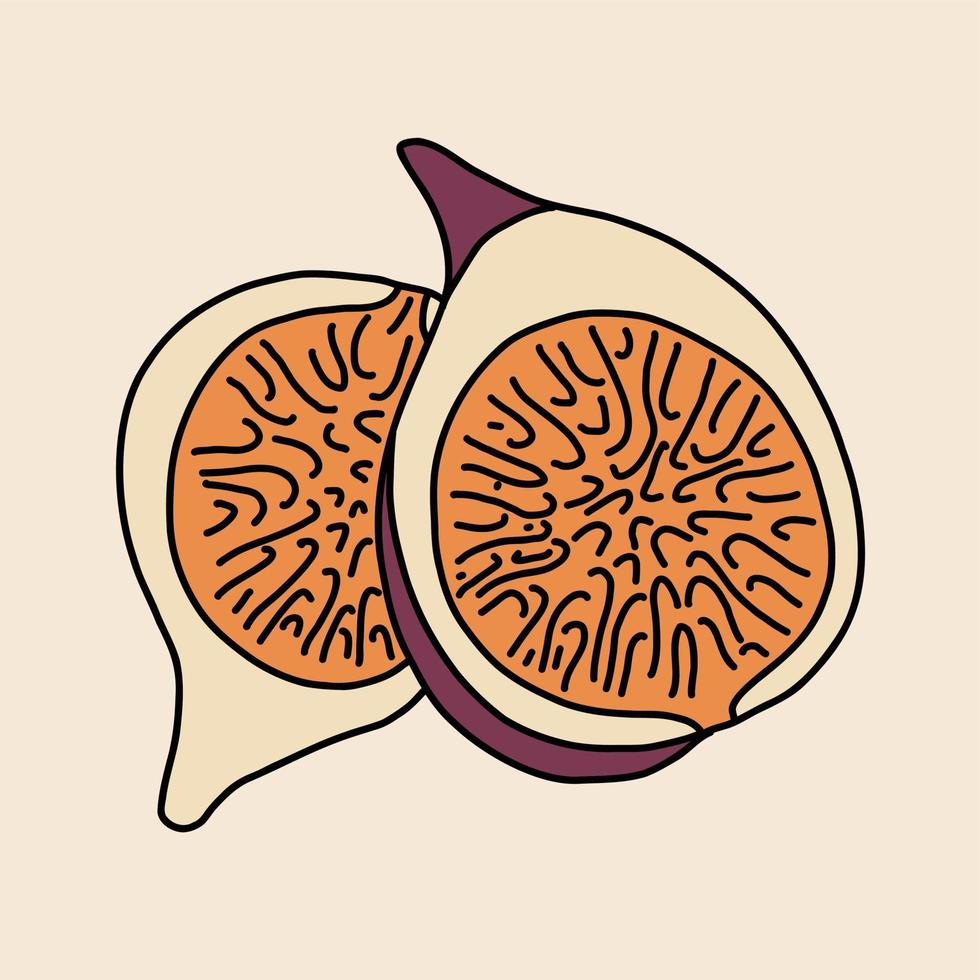 Doodle dibujo a mano alzada de fruta de higo. vector