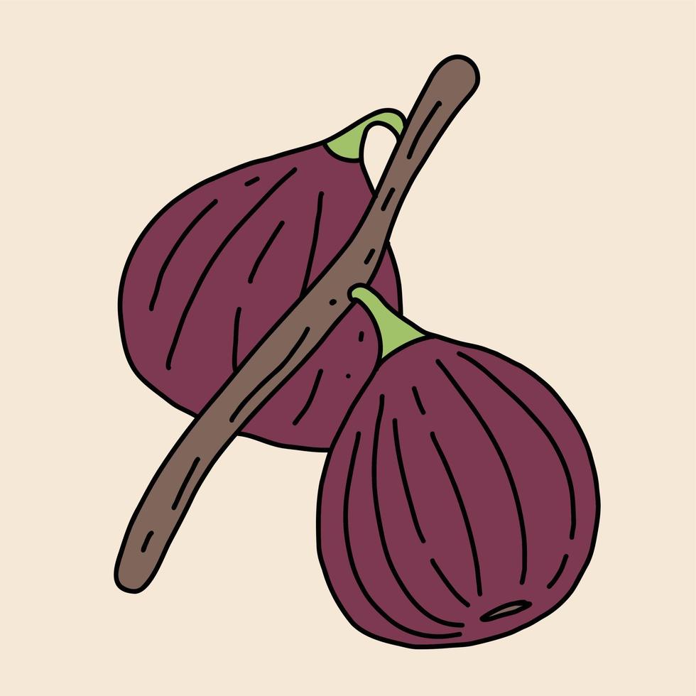 Doodle dibujo a mano alzada de fruta de higo. vector