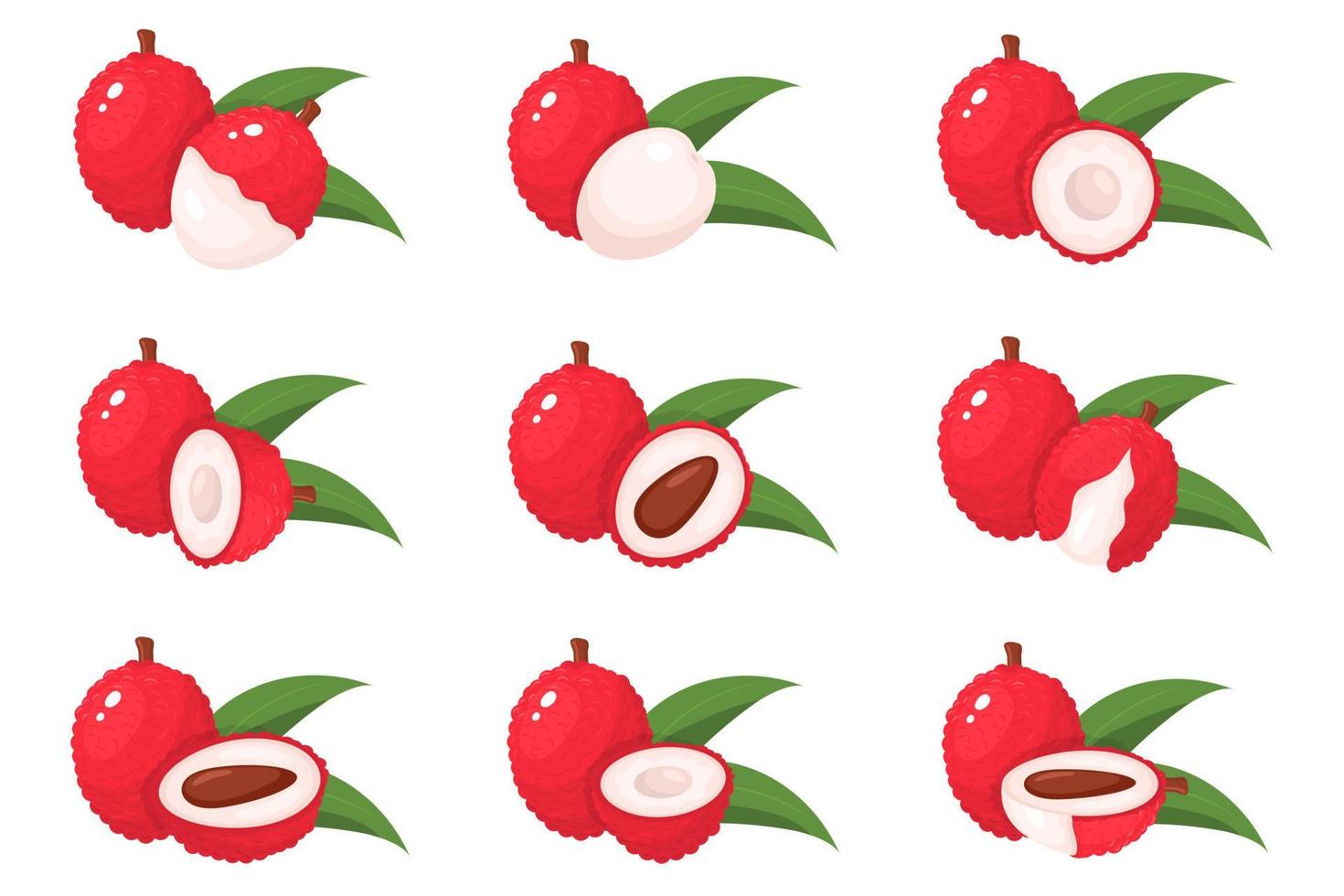Set of fresh whole, half, cut slice lychee fruits. Vector illustration