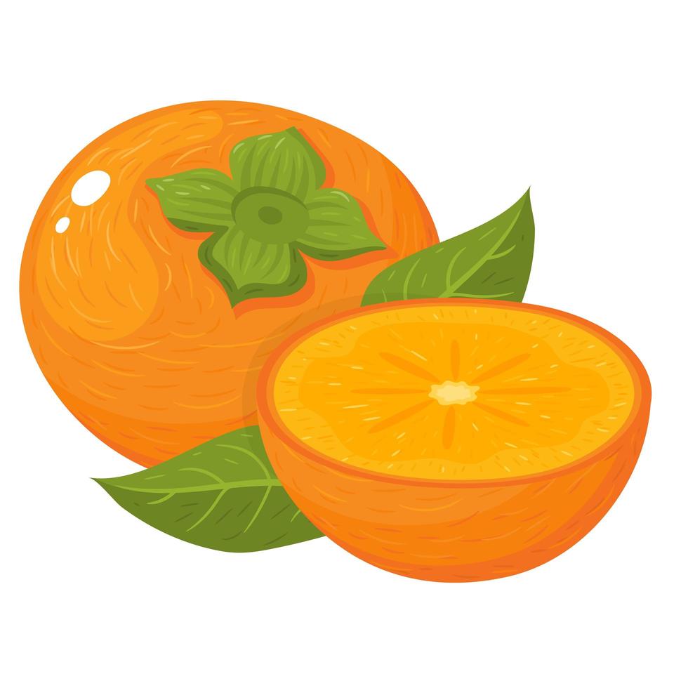 Fresh whole and half cut persimmon fruits isolated on white background vector