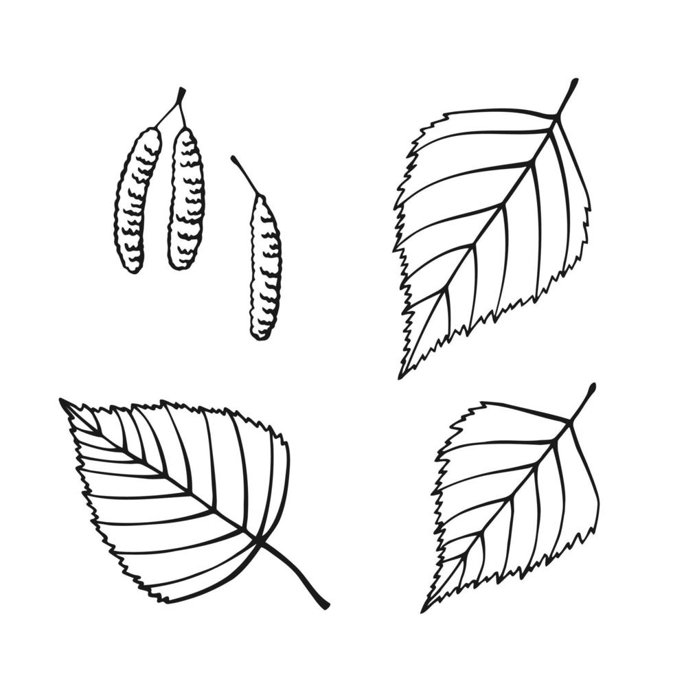 Set of hand drawn birch leaf outline. Line art style isolated on white background. vector