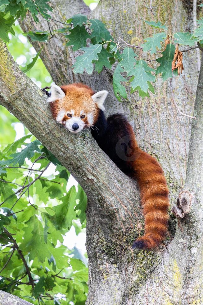 Cute red panda resting lazy on a tree photo