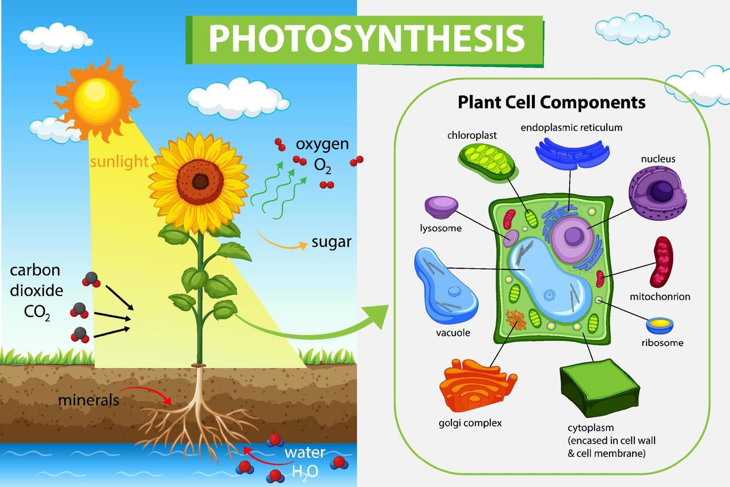 Diagrama que muestra el proceso de fotosíntesis en planta. vector