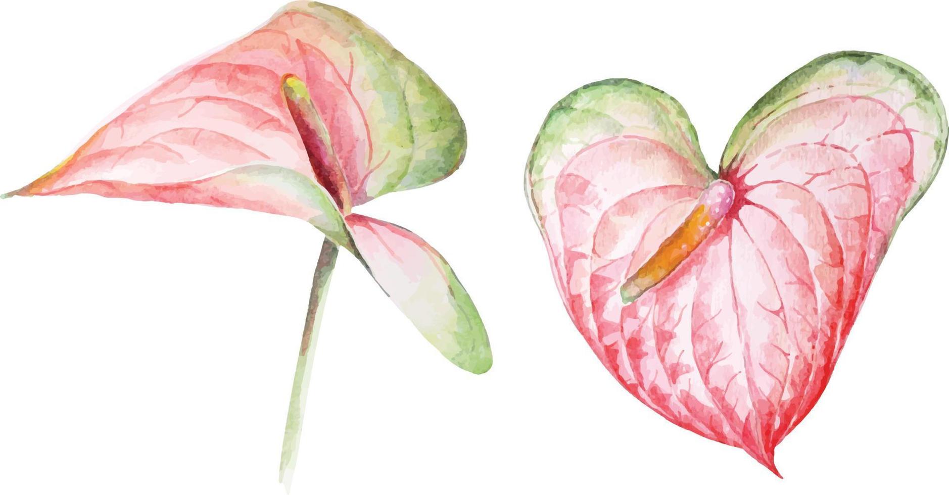 Anthurium flower with watercolor 1 vector