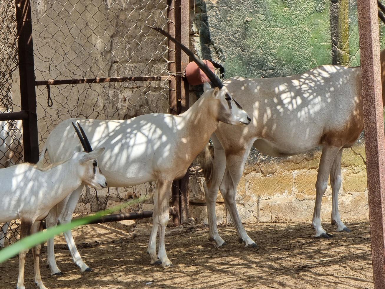 Close up for Scimitar Oryx photo