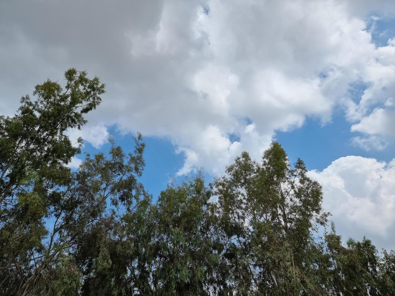 Tree leaves and a cloudy sky photo
