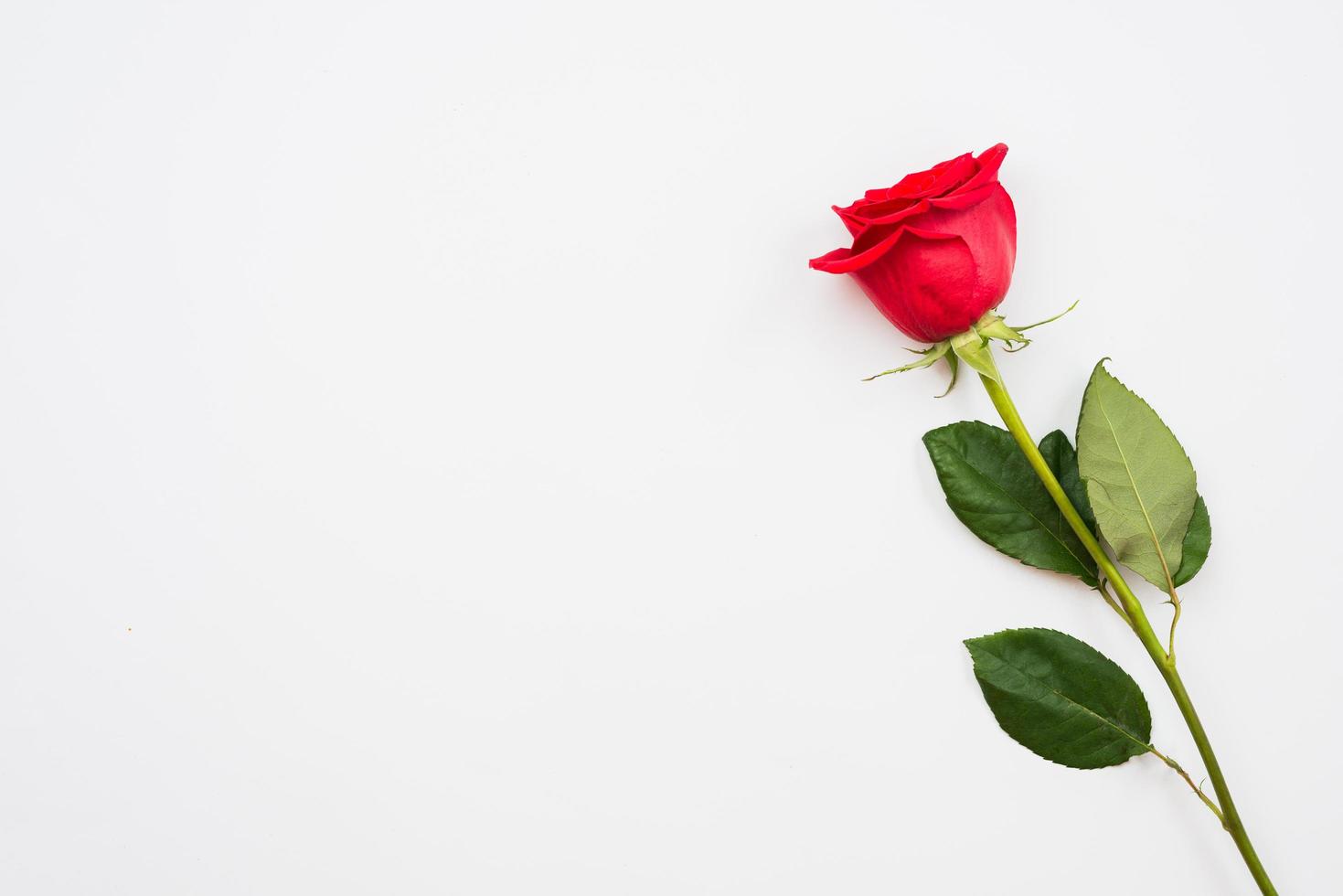 Single beautiful red rose isolated on white background photo