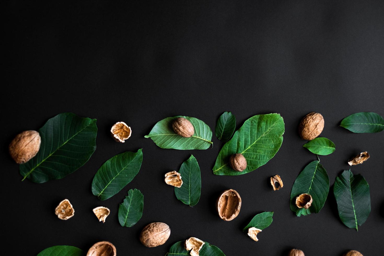 Nutshell and fresh green leafs  on a half black background. copy space photo