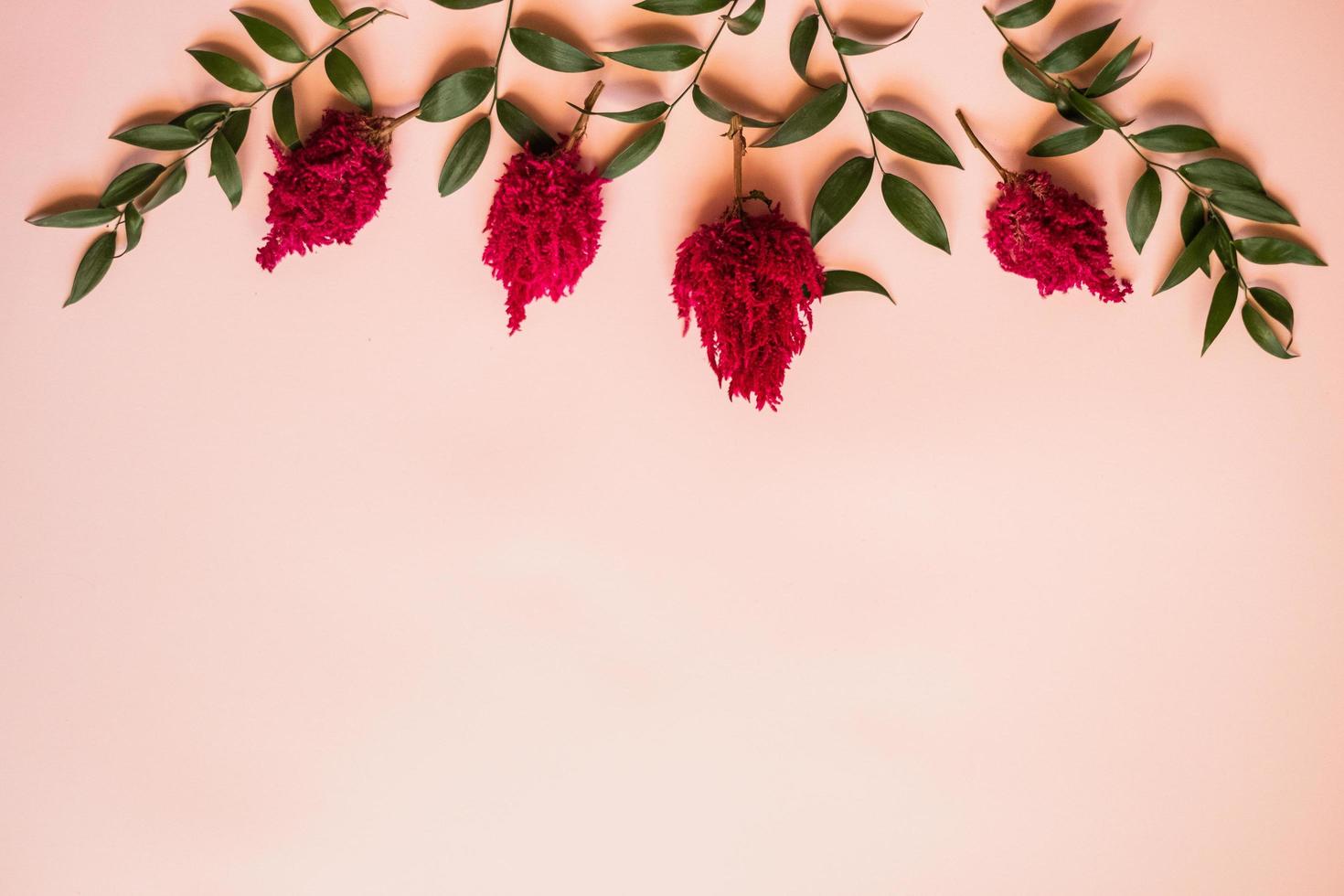 Closeup a fresh flowers  and a green leafs lie on a pink background -  Copy space photo