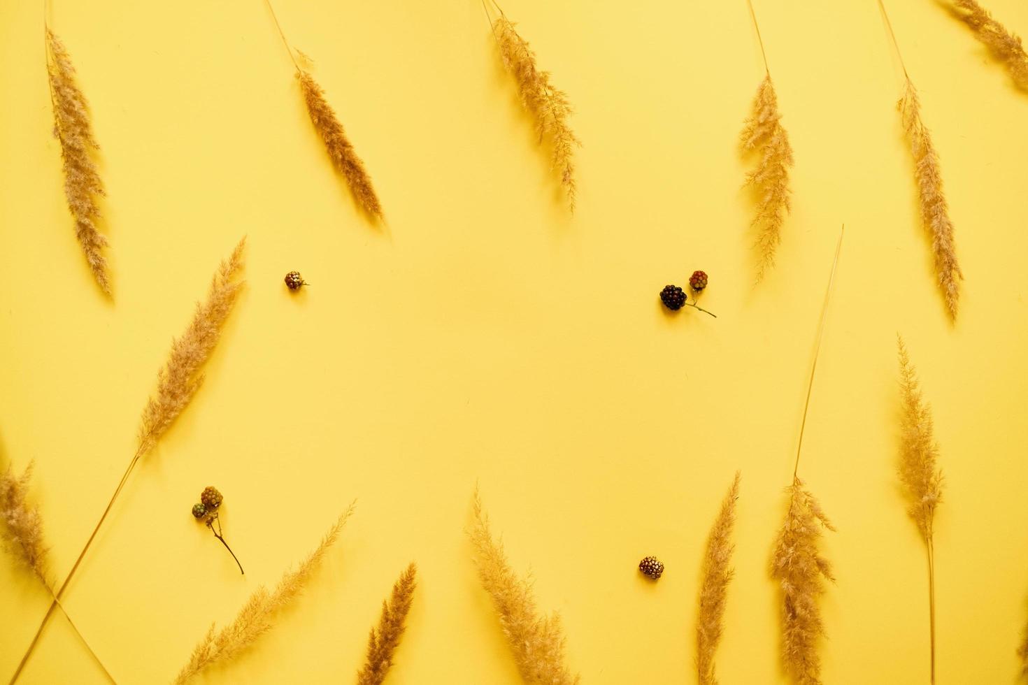 wheat scattered on a yellow  background. Copy space in the centre photo