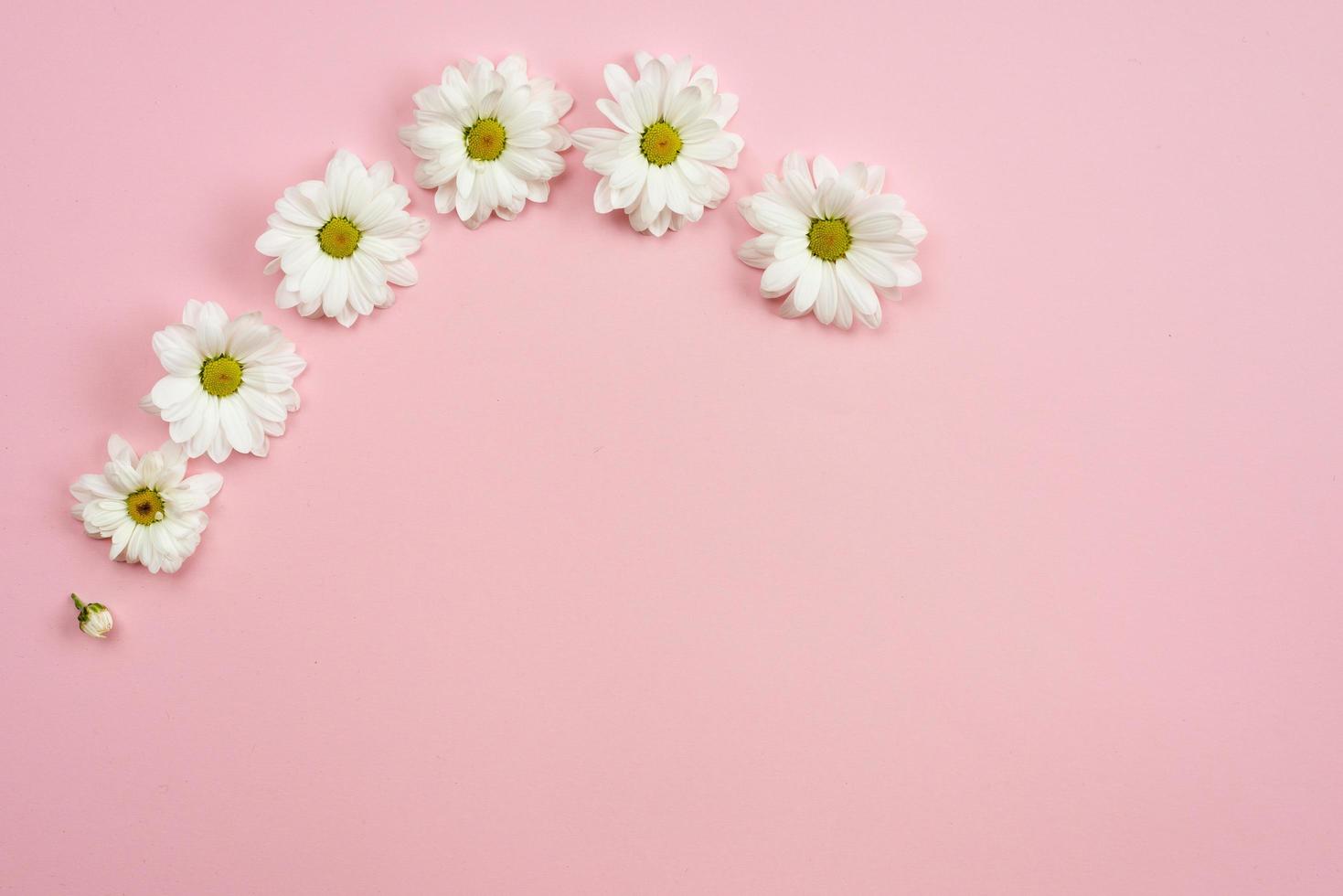 Minimalistic  pink background with chamomile heads and copy space. Spring motive. photo