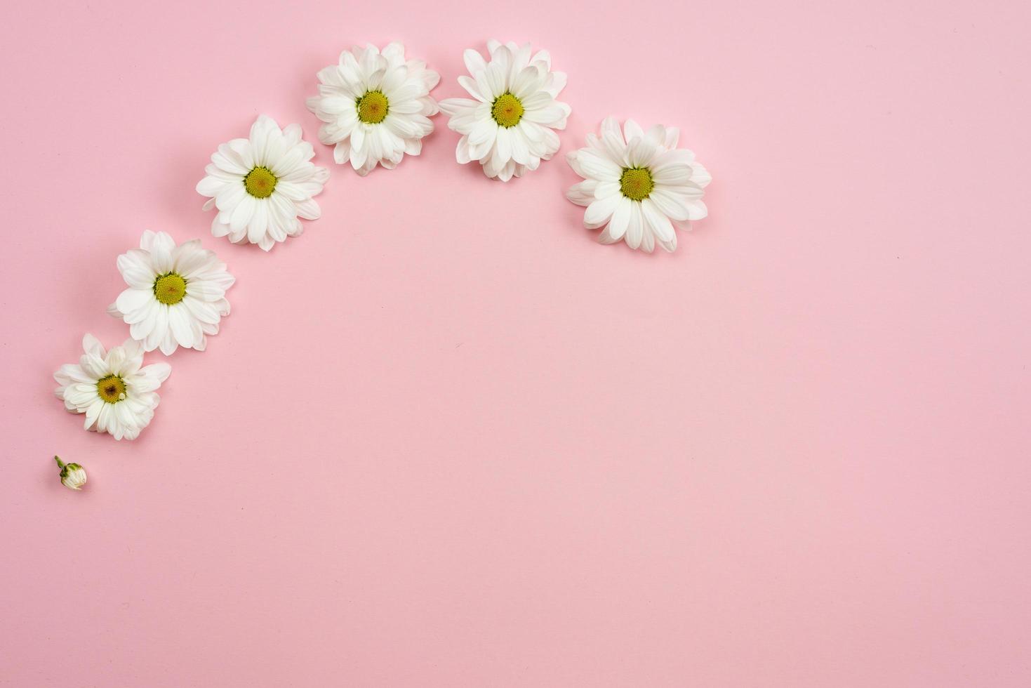 fondo rosa minimalista con cabezas de manzanilla y espacio de copia. motivo de primavera. foto