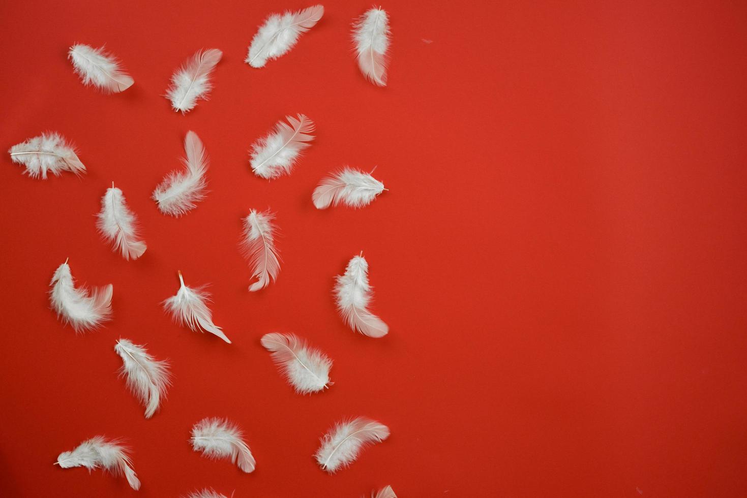 patrón con plumas blancas sobre el fondo medio rojo. copia espacio- imagen foto