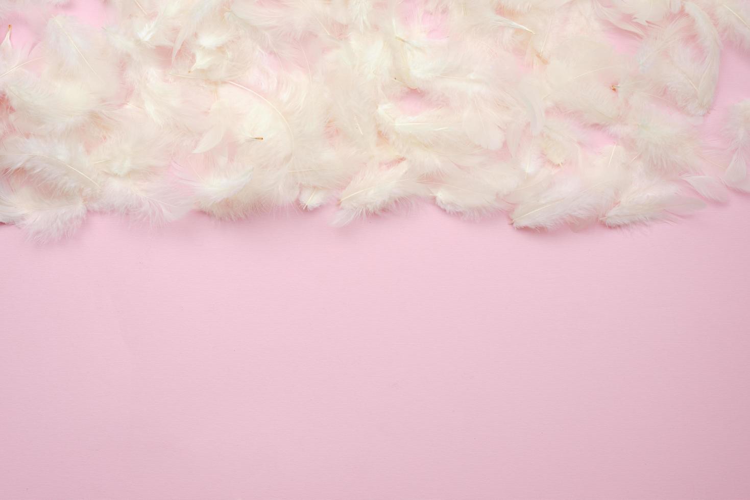 White feathers  lie on the half pink Easter background - Copyspace photo