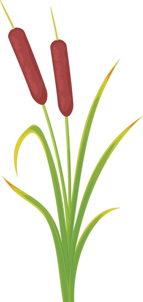 Illustration of Bulrush vector