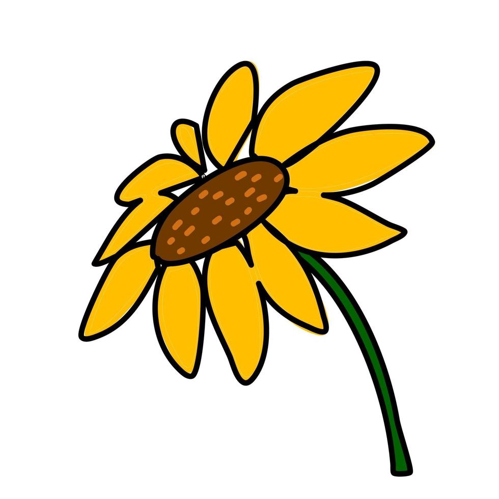 sunflower free hand drawn style vector on white