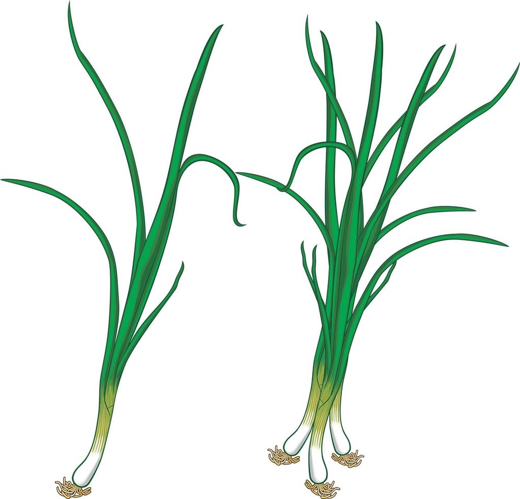 Fresh Green Onions vector