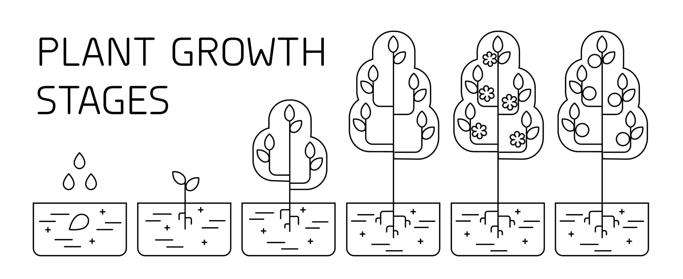 Tree growth stages infographics. Line art icons. Planting instruction template. Linear style illustration isolated on white. Planting fruits process. vector