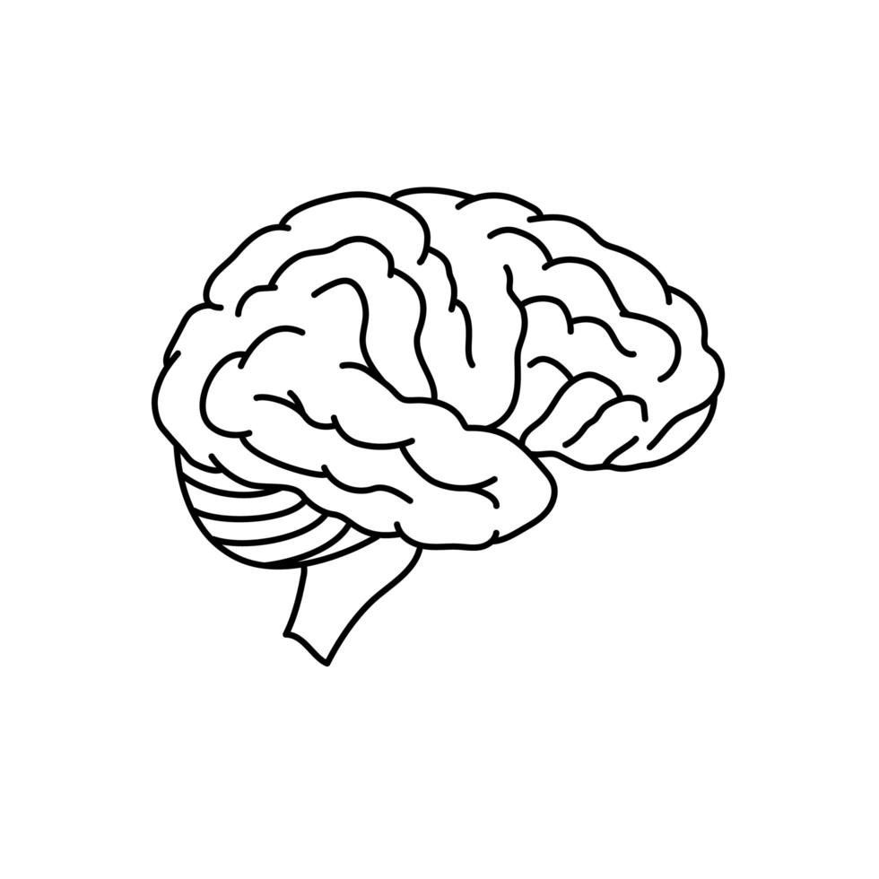 Human brain anatomy side view outlined vector illustration isolated on white background. 3496294