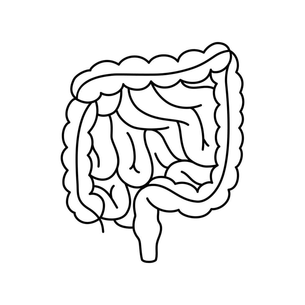 intestinos vectoriales ilustración médica contorneada, estructura del colon humano, órgano interno, tracto digestivo. vector