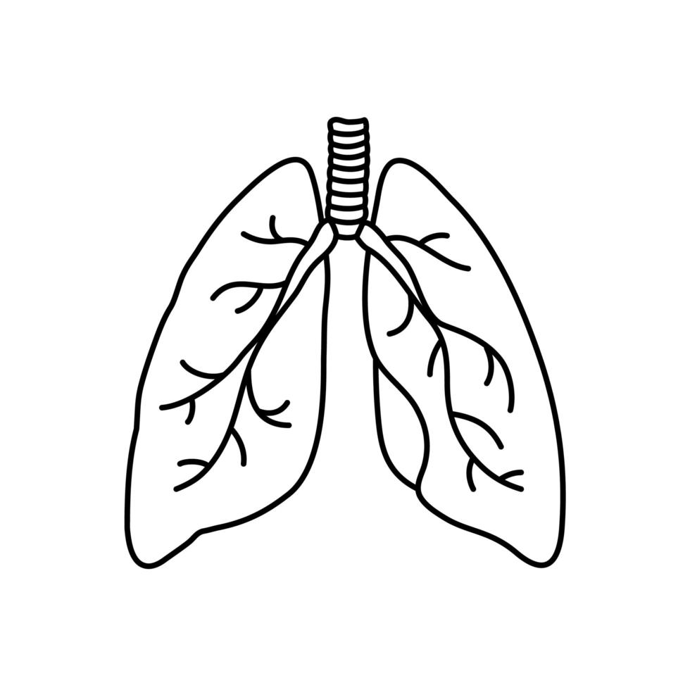 Ilustración de contorno de vector de estilo plano de pulmones humanos. icono de órgano interno, logo. anatomía, concepto de medicina. cuidado de la salud. aislado sobre fondo blanco.