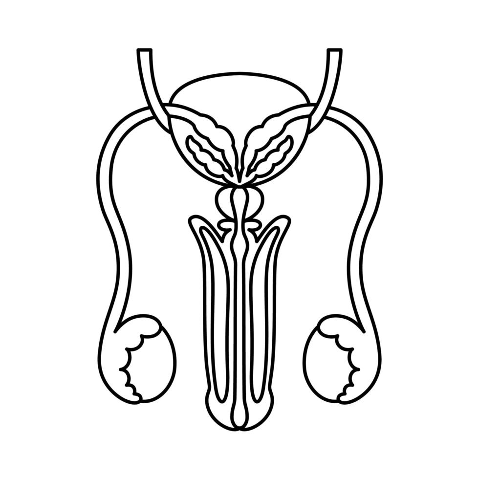 Male reproductive organs flat style outlined illustration. Internal