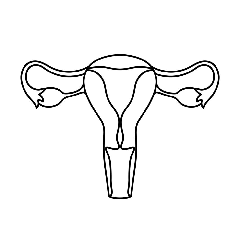 Los órganos reproductores femeninos describen la ilustración. icono de órgano interno, logo. anatomía, concepto de medicina. cuidado de la salud. aislado sobre fondo blanco. vector