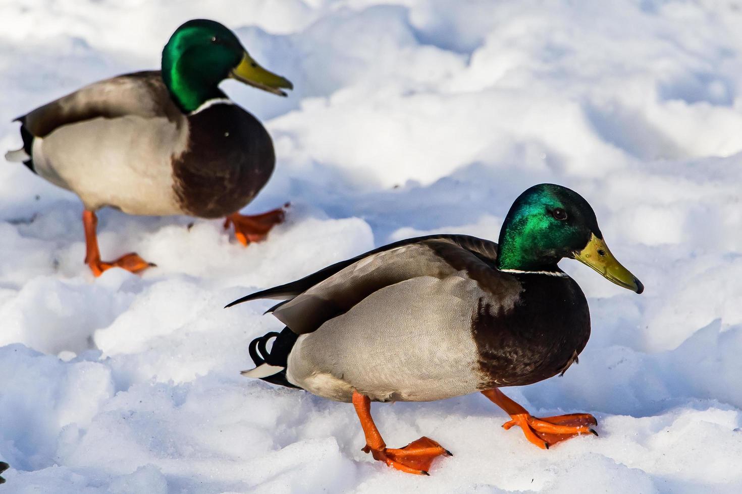 Wild ducks in winter photo