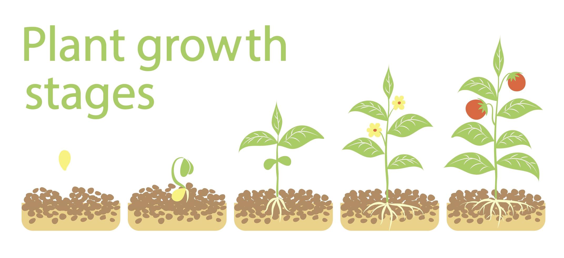 Plant growth stages infographics. Line art icons. Planting instruction template. Linear style illustration isolated on white. Planting fruits process. vector