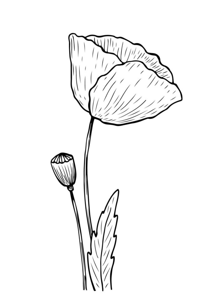 Poppy with stem and leaves in line art style vector