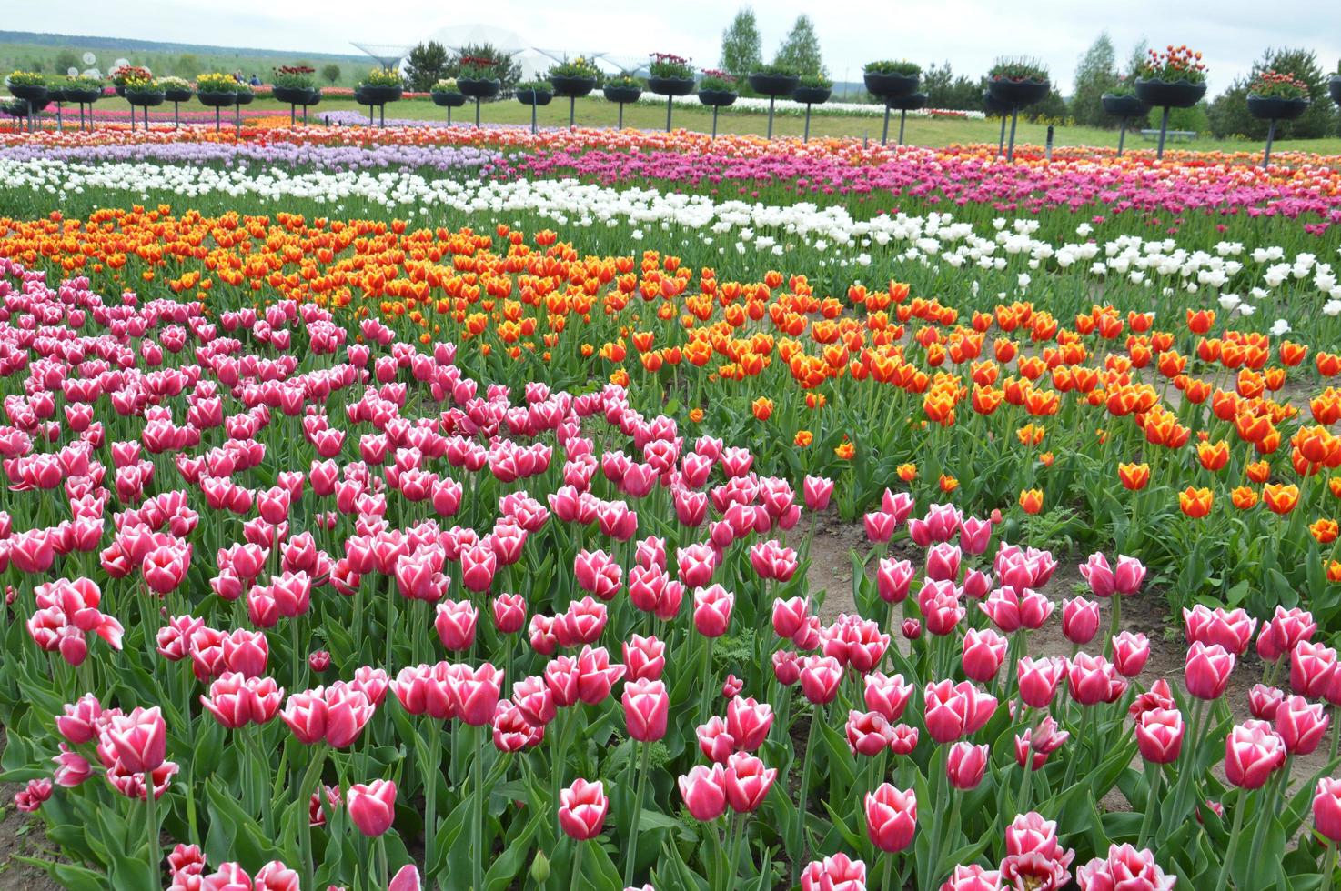 Textura de un campo de tulipanes florecidos multicolores foto