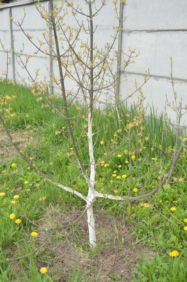 Spring whitewashing of young trees in the garden photo