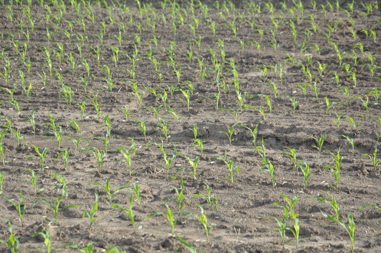 A plowed field in the hills photo