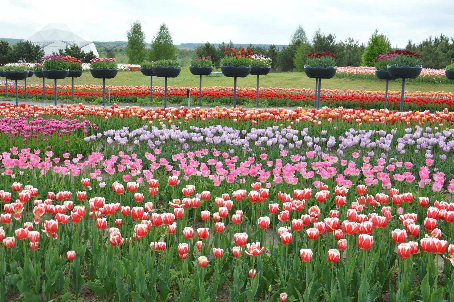 Texture of a field of multi-colored bloomed tulips photo