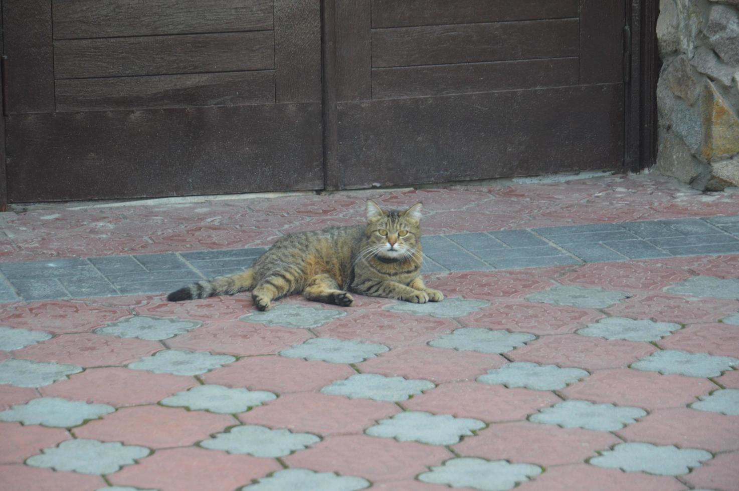 el gato yace y descansa sobre una baldosa de piedra foto