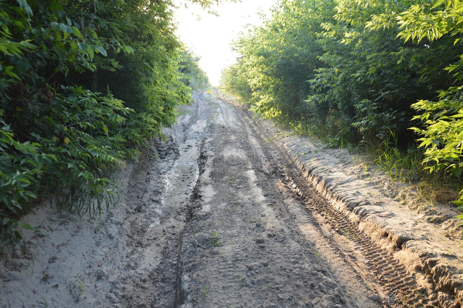 Truck tracks in forest rural road off road photo