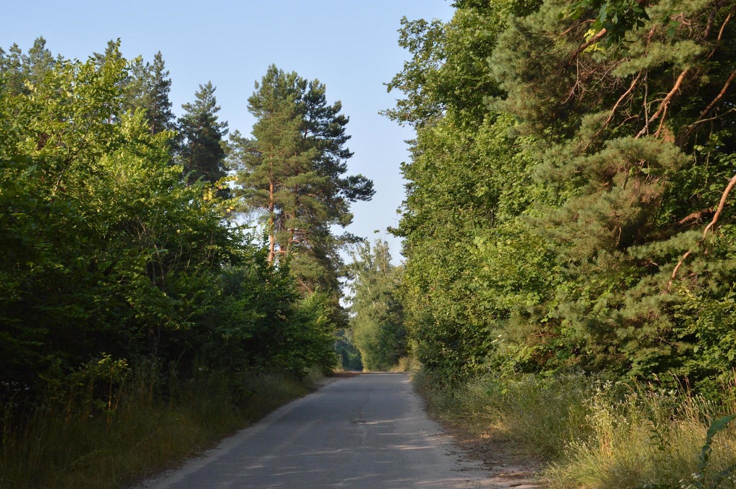 Huellas de camiones en el bosque camino rural fuera de la carretera foto