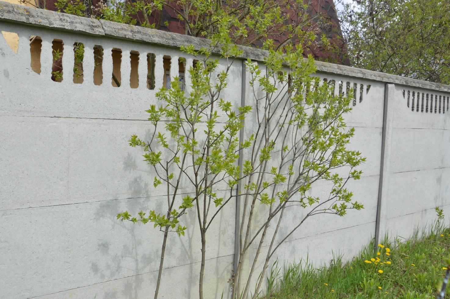 Spring whitewashing of young trees in the garden photo