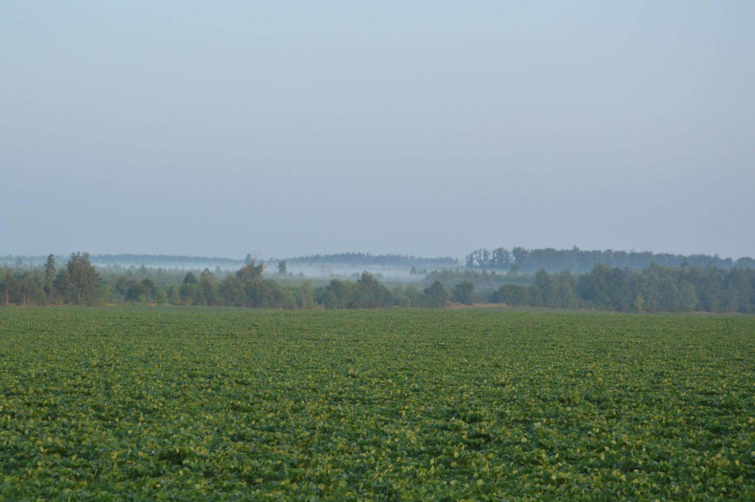 Panorama of fog in the forest above the trees photo