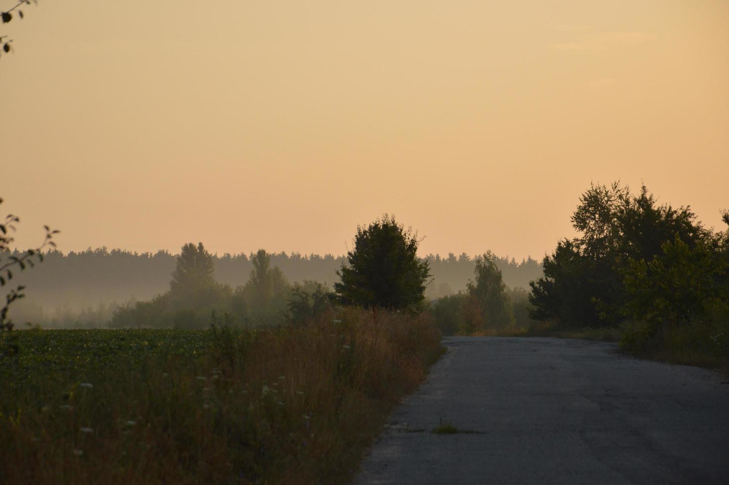 Panorama of fog in the forest above the trees photo