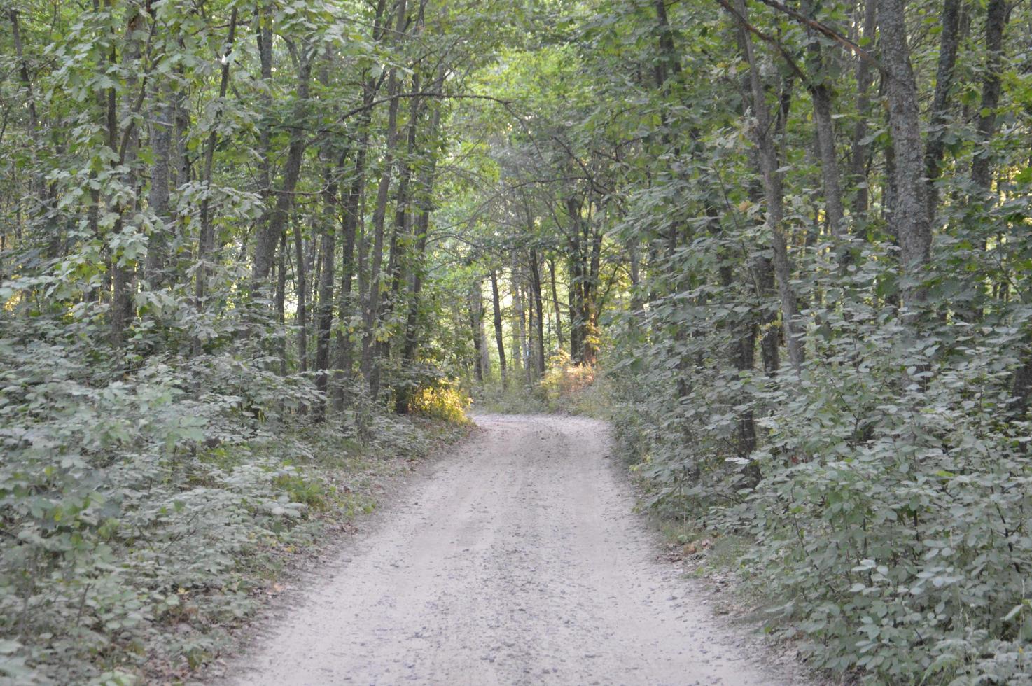 Truck tracks in forest rural road off road photo