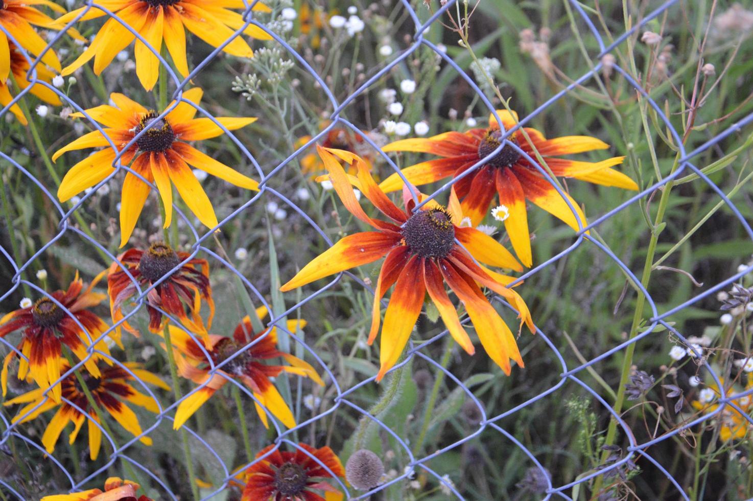 flores silvestres y flores del bosque en el pueblo. foto